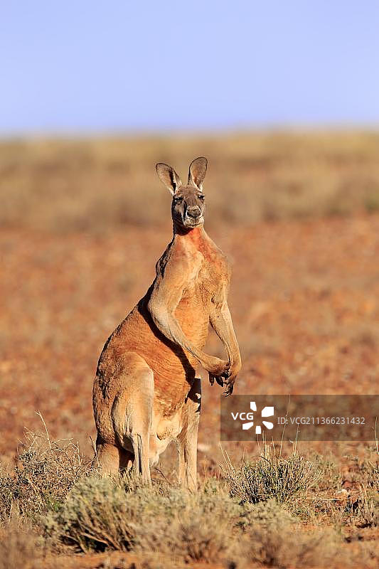红袋鼠（Macropus rufus），成年雄性警惕，斯特特国家公园，新南威尔士州，澳大利亚，大洋洲图片素材