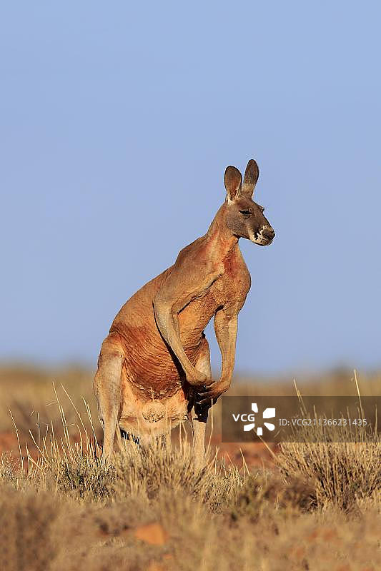红袋鼠，成年雄性，澳大利亚新南威尔士斯特特国家公园图片素材