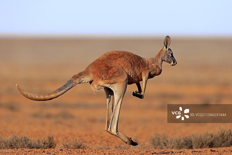 红袋鼠，成年袋鼠跳跃，位于新南威尔士州斯特特国家公园图片素材