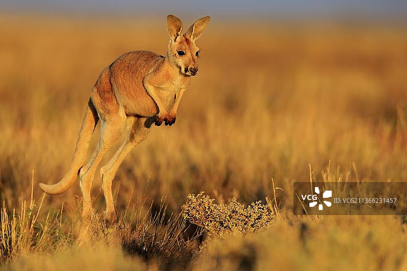 红大袋鼠幼崽跳跃，澳大利亚新南威尔士州斯图尔特国家公园图片素材