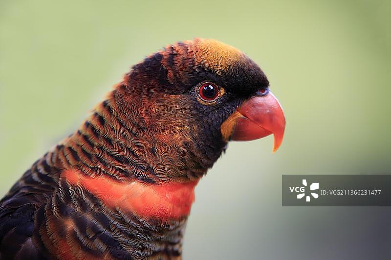 黑短尾鹦鹉，成年肖像，洛夫蒂山，暗色鹦鹉(Pseudeos fuscata)，澳大利亚，大洋洲图片素材