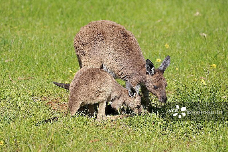 西灰袋鼠，成年雌性带幼崽，洛夫蒂山，南澳大利亚图片素材
