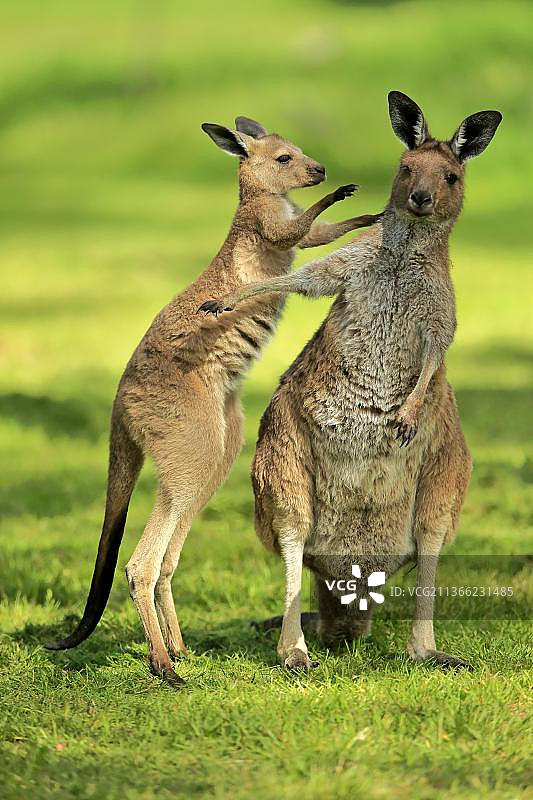 澳洲西部灰袋鼠成年雌性和幼崽的社交行为，位于南澳大利亚洛夫蒂山图片素材