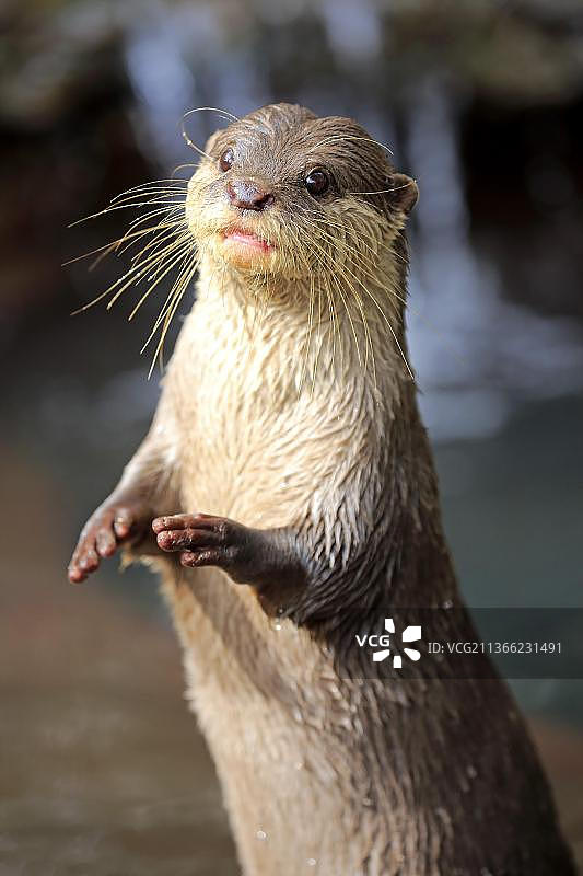 小爪水獭（成年，圈养，澳大利亚南澳大利亚阿德莱德）图片素材
