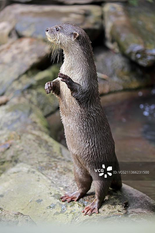 小爪水獭（成年，圈养，澳大利亚南澳大利亚阿德莱德）图片素材