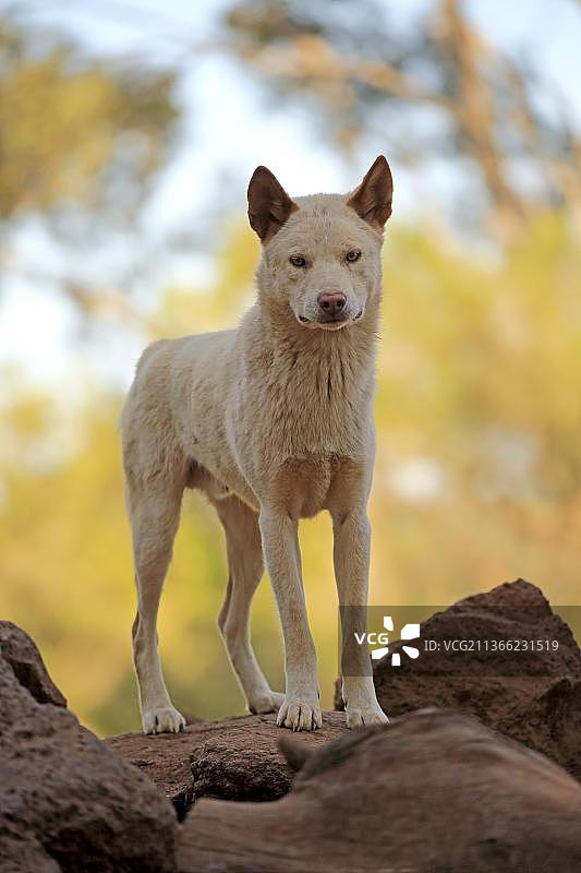 澳洲维多利亚州吉普斯兰菲利普岛上的成年澳洲野犬图片素材