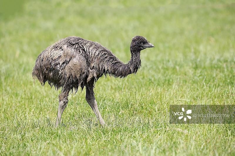 鸸鹋幼鸟，澳大利亚维多利亚州吉普斯兰菲利普岛图片素材