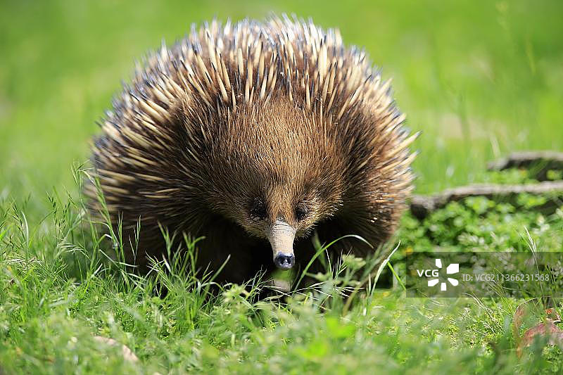 短吻针鼹，成年，澳大利亚维多利亚州吉普斯兰菲利普岛图片素材
