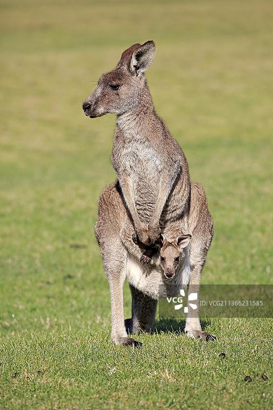 东部灰袋鼠，成年袋鼠与幼崽在育儿袋中，澳大利亚新南威尔士州马洛尼海滩，大洋洲图片素材