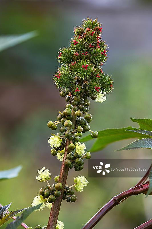 东非毛里求斯的蓖麻油植物，有毒药用植物图片素材