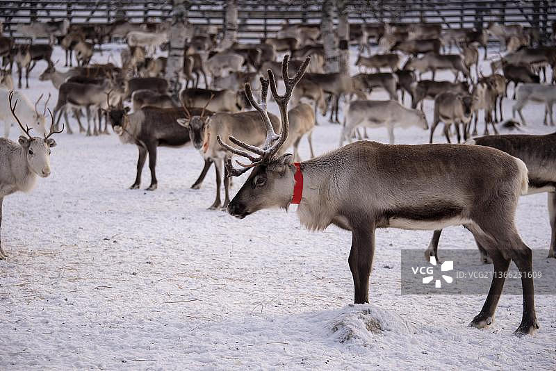 围栏里的驯鹿，拉普兰，芬兰，欧洲图片素材