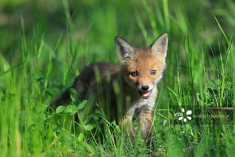 草地上的红狐幼崽，德国巴登-符腾堡州上多瑙河自然公园图片素材