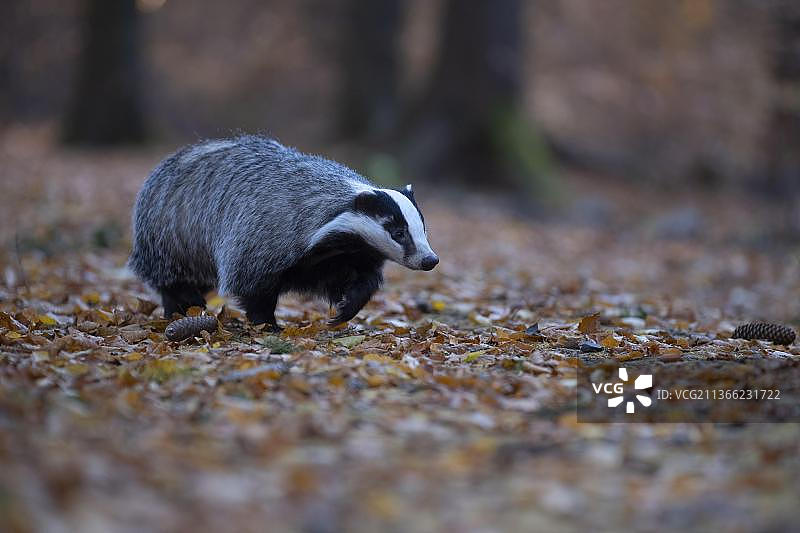 秋季森林中的欧洲獾，德国图片素材
