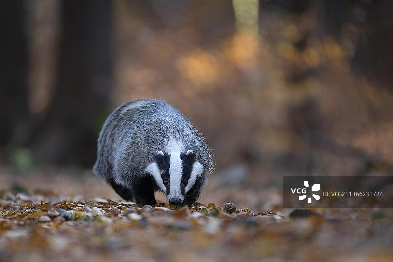 秋季森林中的欧洲獾，德国图片素材
