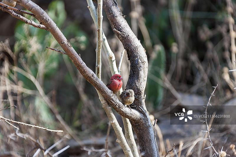 红嘴火雀，埃塞俄比亚奥罗米亚图片素材
