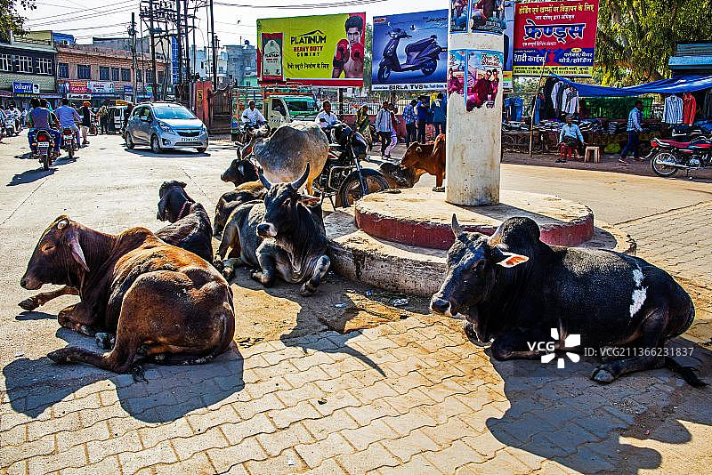 印度拉贾斯坦邦邦迪的奶牛图片素材