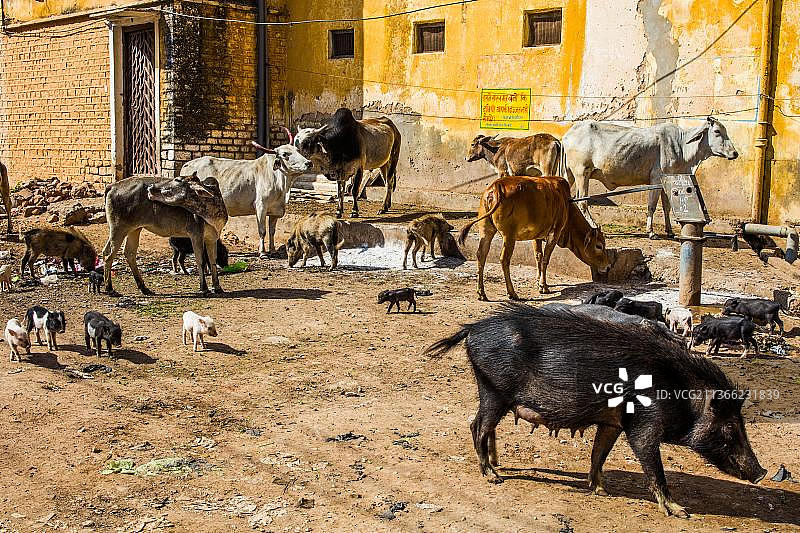 印度拉贾斯坦邦邦迪老城区的散养猪和牛图片素材