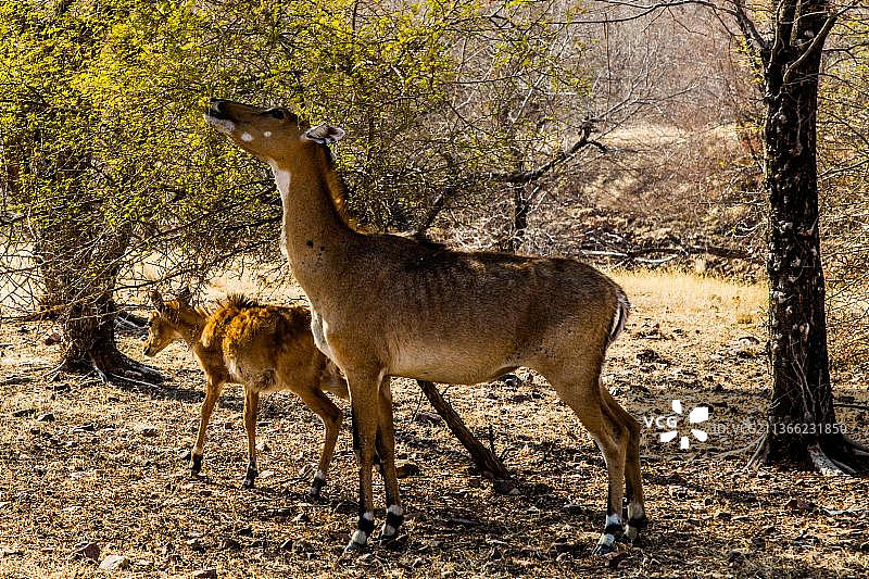红弯角羚与幼崽，伦滕波尔国家公园和老虎保护区，拉贾斯坦邦，印度，亚洲图片素材