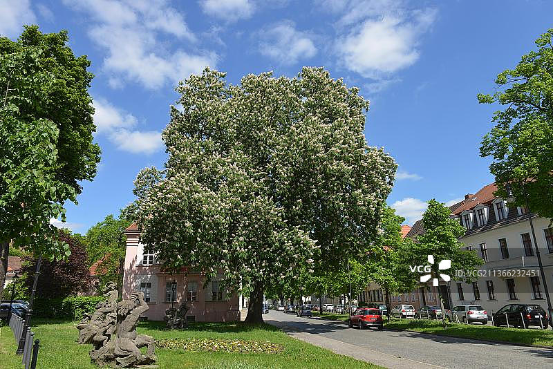 德国勃兰登堡大教堂岛栗子景观图片素材