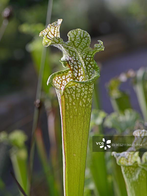 白瓶子草，北美洲图片素材