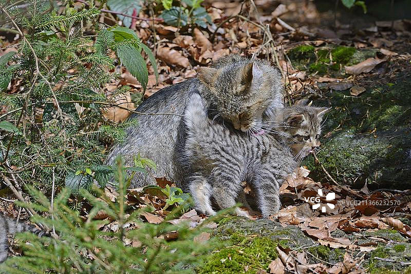野猫和幼崽图片素材