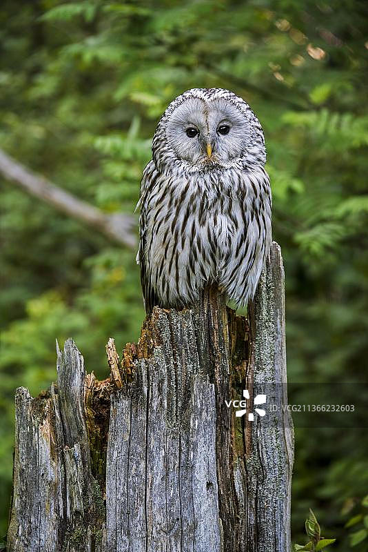 栖息在森林树桩上的乌拉尔猫头鹰图片素材
