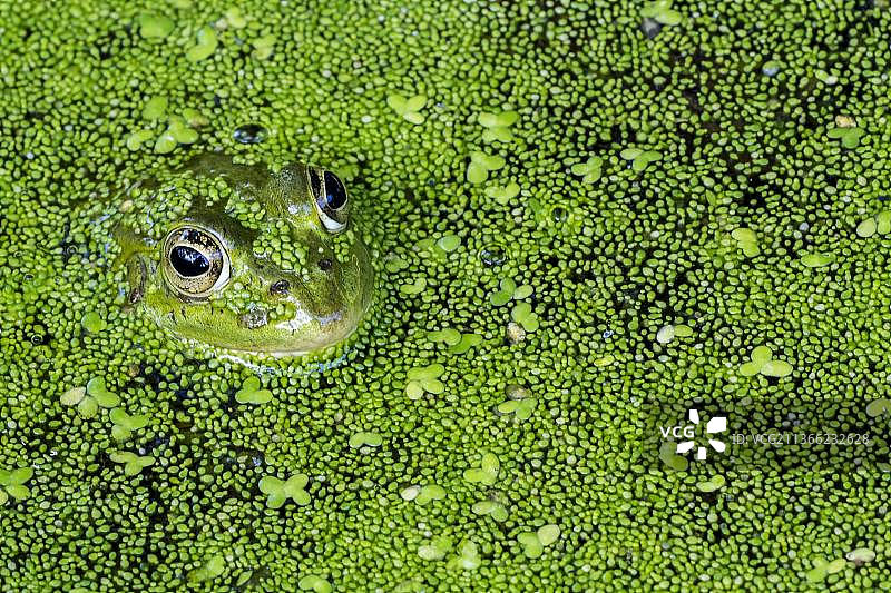 池塘浮萍中可食用蛙图片素材