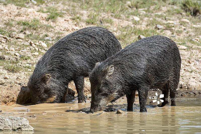 两只白唇西猯（Tayassu pecari）正在饮水，原产于中美洲和南美洲图片素材