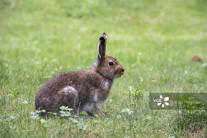 夏装中的山兔图片素材