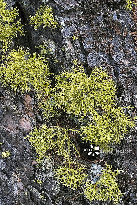 松树皮上的驯鹿地衣图片素材