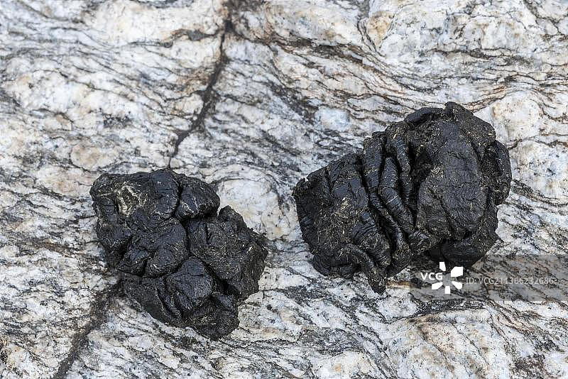 阿尔卑斯山脉岩石上的阿尔卑斯山羊粪便图片素材