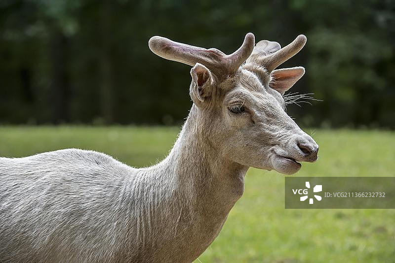 春天，天鹅绒覆盖的白化红鹿（马鹿）雄鹿特写图片素材