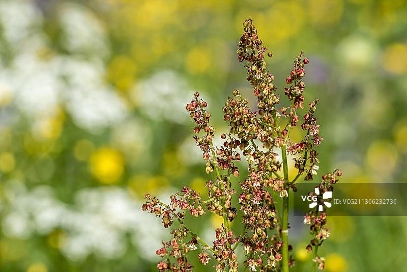 普通酢浆草图片素材