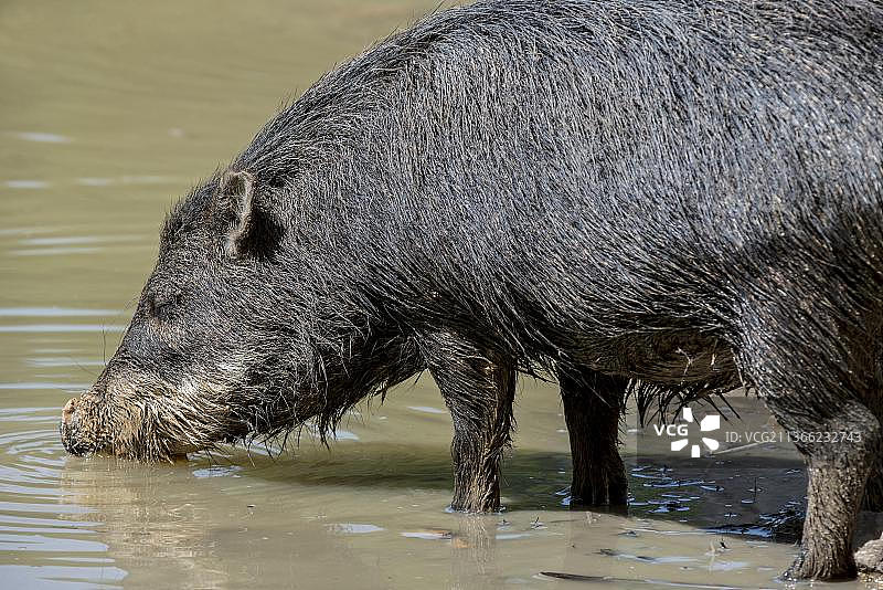 生活在中美洲和南美洲的白唇西貒正在饮水图片素材