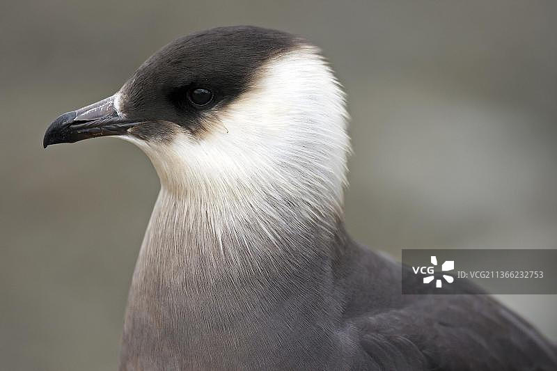特写：贼鸥图片素材