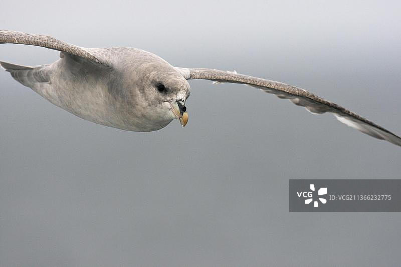 飞行中的北极海燕深蓝色形态特写图片素材
