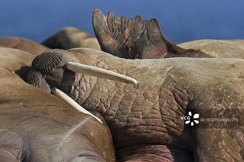 在斯瓦尔巴特群岛普林斯卡尔斯福兰岛 Poolepynten 海滩上休息的海象图片素材