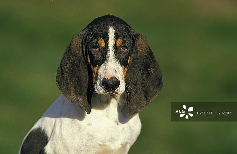 成年阿列日犬肖像图片素材