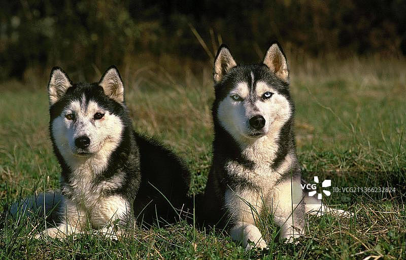 成年西伯利亚哈士奇卧在草地上图片素材