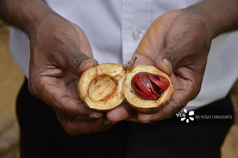 肉豆蔻，斯里兰卡，亚洲图片素材