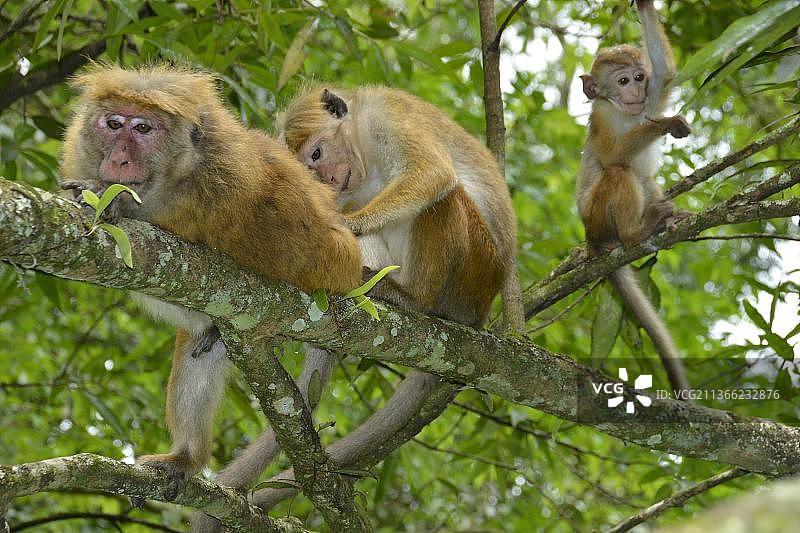 斯里兰卡猕猴（Macaca sinica），斯里兰卡，亚洲图片素材