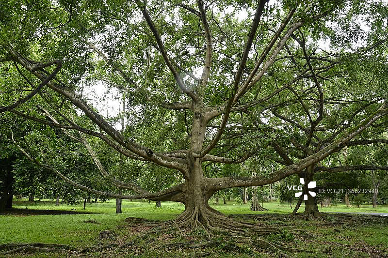 皇家植物园的垂叶榕图片素材