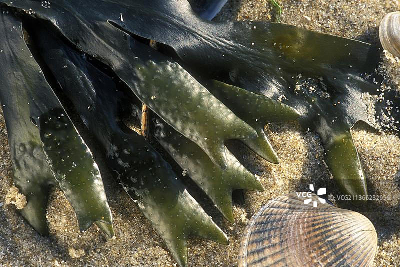 海滩上的螺旋藻图片素材