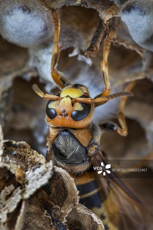刚从蜂巢中孵化的欧洲胡蜂图片素材