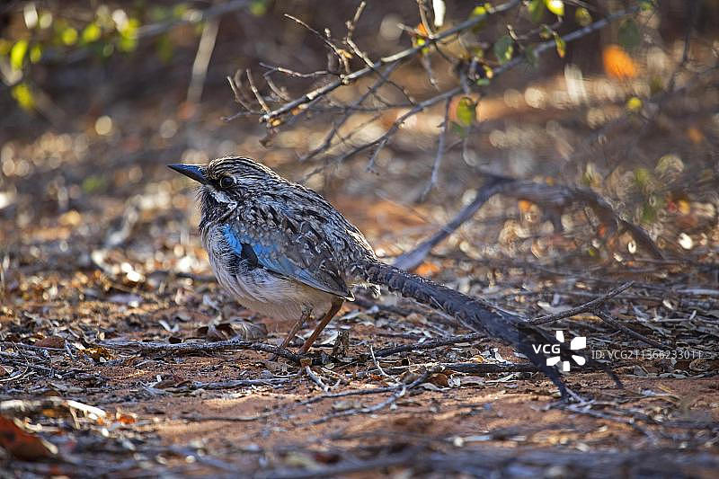 马达加斯加长尾地鹃图片素材