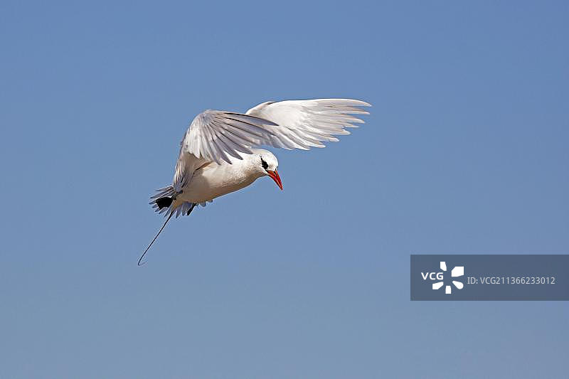 红尾鹲飞行，非洲马达加斯加图片素材