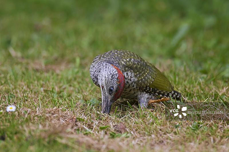 绿啄木鸟，欧洲绿啄木鸟（Picus viridis），啄木鸟，动物，鸟类，草地上吃蚂蚁的欧洲绿啄木鸟幼鸟图片素材