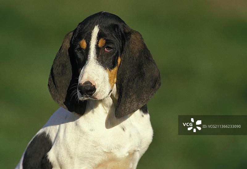 阿列日犬成年犬肖像图片素材