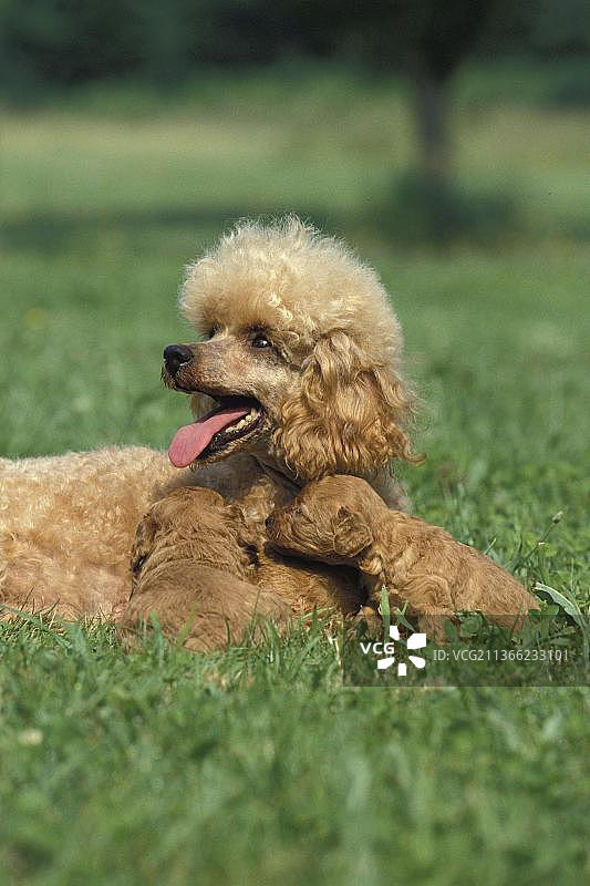 杏色迷你贵宾犬，母犬和小狗躺在草地上图片素材