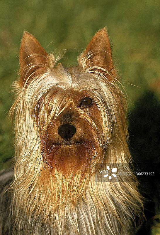 澳洲丝毛梗，成年犬肖像图片素材